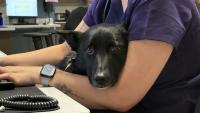 Pennsylvania dog found bound with zip ties gets forever home after abuser is sent to jail