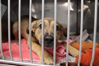 Clear the Shelters: East Texas organizations offer adoption events, promotions in August