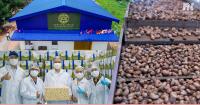 Cambodia’s Cashew Sector Hits Milestone with First Direct HCST Shipment to UK Market