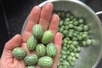Home gardeners rave about Mexican sour gherkins, with one major caveat