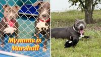 After 541 days in a Florida shelter, Marshall the dog finally has a home