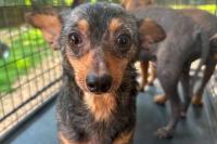 Kentucky rescuers pull 240-plus sick dogs from suspected backyard breeding operation
