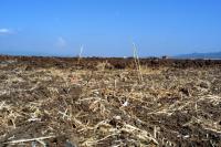 Extreme heat is becoming a problem for agriculture as summer and winter yields come under threat