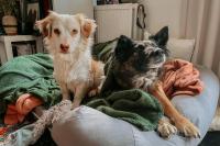 After fleeing Ukraine, one rescue dog learned to play, relax, and finally feel safe