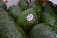 Mexican avocado exports to the US up 35 percent in Q1 2026