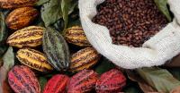 PHL sends first cacao shipment to New Zealand
