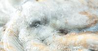 How Octopuses Won a Fight Against Factory Farming