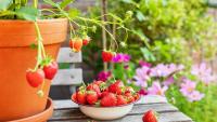 Gardening Tips! Here's How You Can Grow Strawberry To Guava At Home In Containers