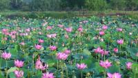Gardening Tips: Lotus to Water Lily, 5 Flowering Water Plants That Can Brighten Your Home