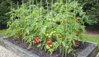As August heats up, expert urges gardeners to give tomato plants a protective layer
