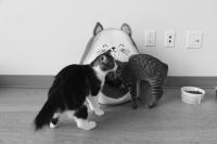 International Cat Day brings feline fun and a chance at forever homes