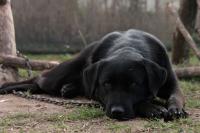 Florida clinic finds dog alive after couple tied him outside in sweltering heat for nearly 36 hours