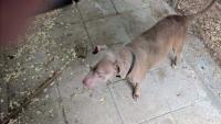 Florida bulldog missing for 3 years turns up in tiny town, reuniting with owner now in Houston
