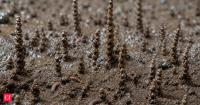 Scientists solve 100-year-old mystery of lugworm’s strange poop towers that seem to defy gravity — the answer lies in ropes, cables and physics