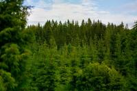 Leading the way in sustainability: Metsä Board earns EcoVadis Platinum rating again