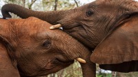 Africa in pictures: World Elephant Day