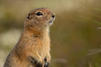 Alaska Science Forum: How do Alaska animals sleep in the summer?