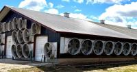 Balance ventilation costs, milk-production losses