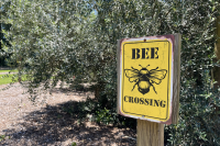 Buzz into history and nature as Statesboro-Bulloch County Library hosts "Honeybee Day" on August 14