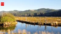 Oregon's Siletz Bay is restoring 37 acres of tidal wetland this summer, digging new channels where more than a century of diking turned marsh into pasture