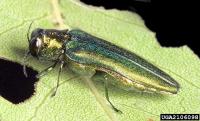Invasive beetle’s spread threatens Oregon olive oil