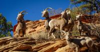 Utah’s wildlife need to move around to escape summer heat — if we let them