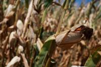 Heatwaves could cost France €10-15 billion, environment minister says