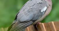 Nature Notes: Too fat to fly