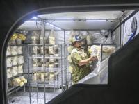 Fourth-generation farmer finds niche in gourmet mushrooms