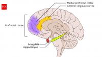 Scientists discovered a method to erase Traumatic memories from the brain: New PTSD study offers a promising treatment