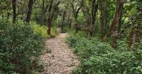 Birdsong and forest walks tied to mental health benefits