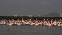 600 flamingo chicks ringed in Spain, ready for a migration that could end in India