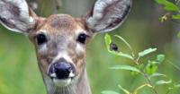DNR reminds public they can be 'community scientists'