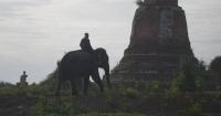 Thailand's centuries-old elephant care tradition face extinction as livelihoods change