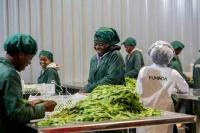Kuminda connects Zimbabwean farmers to lucrative European Union horticultural export markets today