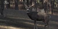 South Dakota Highway Patrol urges Sturgis Rally riders to watch for deer and follow traffic laws