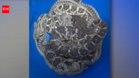 A Texas homeowner thought they had a snake problem. Then more than 20 rattlesnakes emerged from beneath the house