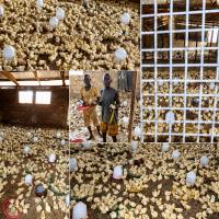 Farmer appeals for poultry processing plant in Asene Manso Akroso 
