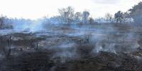 More than 1,000 wildfires blaze across England and Wales this year - already matching 2025's record-breaking total