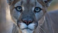 Lawsuit: Hunting in Arizona driving cougars to decline