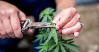 BOHN: Closing hemp loophole a public-safety issue