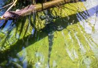 New at the Santa Ana Zoo: alligators, geckos and pythons, oh my!