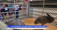 Meet Limu and Doug: The Emus Bringing Something New to MontanaFair