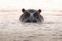Hippo Charges at Safari Boat in Botswana (Viral Video)