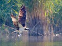 First Osprey nesting pair in Switzerland in 112 years