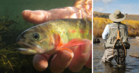 Wyoming Game and Fish seeks input on trout protection water rights in Bighorns