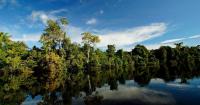 Tropical trees more adaptable to droughts than previously thought
