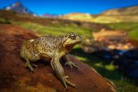 Leonardo DiCaprio joins fight to save endangered Chilean frog from power project