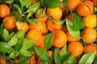 Controversial intensive farming project approved in protected area of Alentejo