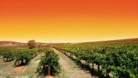 Australian wine exports to UK at lowest levels since 2000